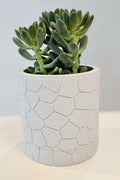 Pebble Planter with Hidden Drip Tray