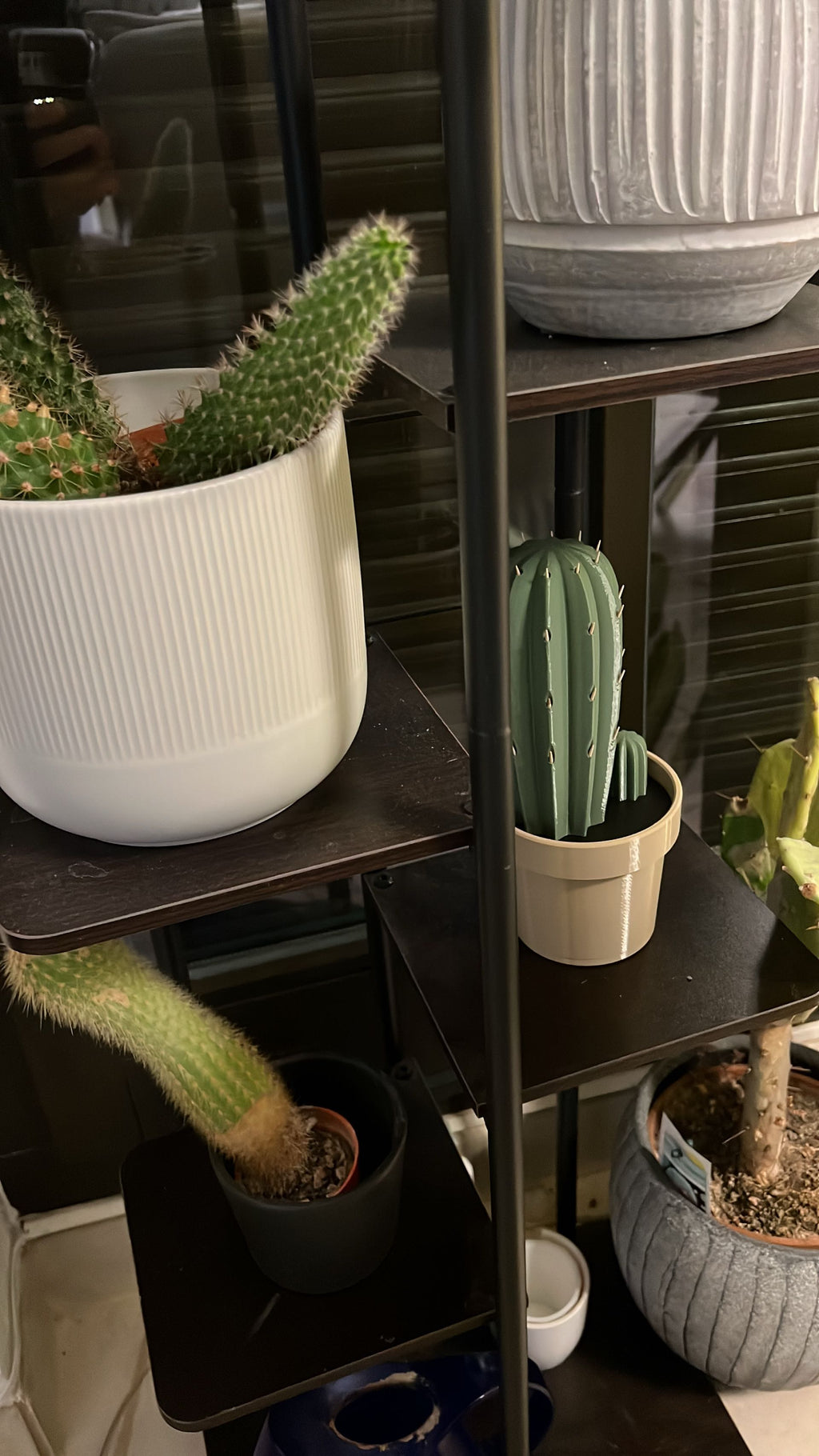 Toothpick Cactus