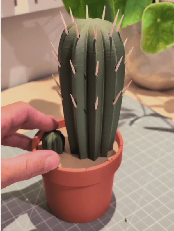Toothpick Cactus